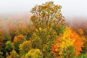 Fototapeta premium Autumn landscape in the forest of La Fageda de Grevolosa, La Garrotxa