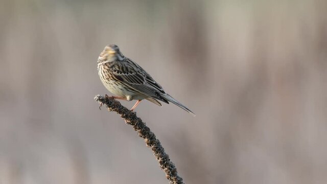 Corn Bunting ( Miliaria calandra ) singing in a field