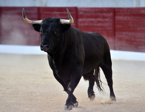 strong bull with big horns on spanish bullring in a traditional show of bullfight
