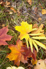 autumn days