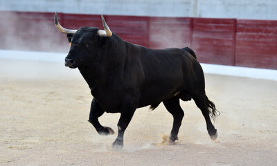 bull with big horns on the spanish bullring