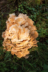 Giant fungus with frayed edges against a tree trunk in the grass.