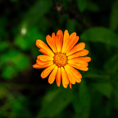 bright orange marigold flower on dark green foliage background. contrast background