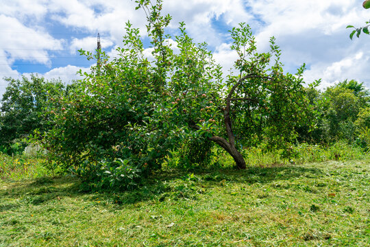 apple tree bent to the ground under the weight of ripe apples. rural landscape. harvest concept