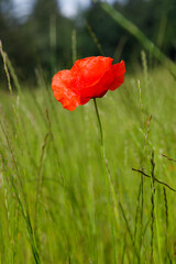 Obraz premium Red poppy in a wheat field, close up.