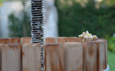 Making homemade cider juice from fallen apples pressing in a hand press with a screw children help...