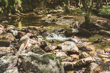 Mountain River Stream Through Summer Forest. Clear Water. Day In Nature. Beautiful Landscape