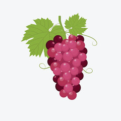 Bunch of fresh red grape icons on white background. vector illustration in flat style