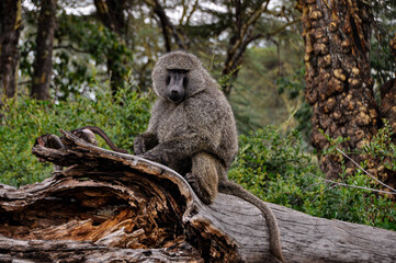Baboon on a log