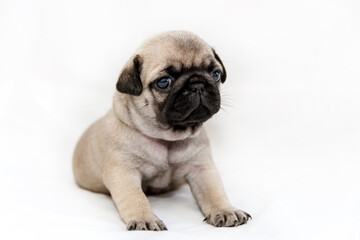 little pug puppy on a white background sits.