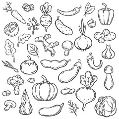 Doodle vegetables. Hand drawn different carrot, onion and cucumber. Ginger, mushroom and garlic, cabbage and tomato veggie food vector set. Cabbage and eggplant, cucumber and pepper illustration