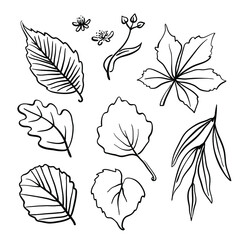 Leaves and flowers collection. Hand drawn black line sketch of common European trees` leaves isolated on white background. Vector illustration