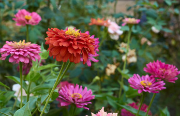 blooming pink flower Zinnia in the garden on a summer day, selective focus
