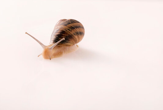 Piccola lumaca