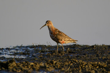 Curlew Sandpiper (Calidris ferruginea) on a gray background.