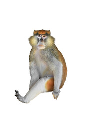Monkey isolated on white background.