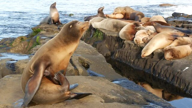 Sea lions on the rock in La Jolla. Wild eared seals resting near pacific ocean on stones. Funny lazy wildlife animal sleeping. Protected marine mammal in natural habitat, San Diego, California, USA.