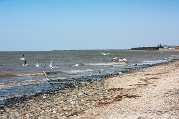 seagulls on the beach