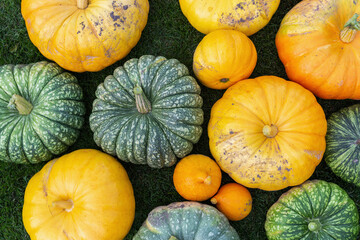 A flat lay photo of colorful pumpkins collected after harvest