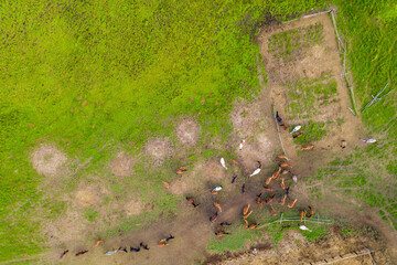 The herd of horses returned from the pasture