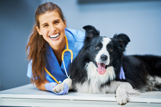 The Ultimate Guide: How Much Does It Cost to Spay a Dog? The Ultimate Guide to Spaying Your Dog: Costs, Benefits, and Everything Else You Need to Know