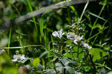 Obraz premium Butterfly in the Wild 