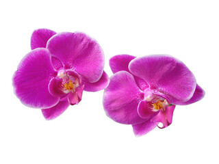 Fototapeta na wymiar 2 Beautiful Purple Orchids On White