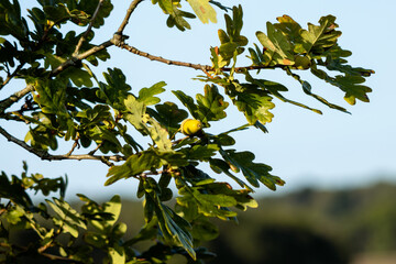 Acorns growing on an Oak tree in East Grinstead