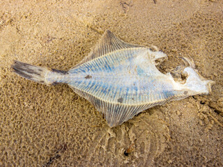 Flat fish skeleton drying on beach. Dead Flat fish on beach of Baltic sea.