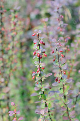 Red berries on a plant in a home garden closeup. Shallow depth of fied