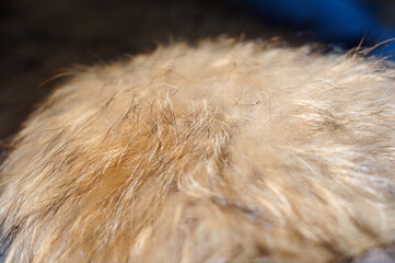 Fox wool collar is dried before use closeup. Shallow depth of field