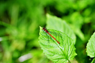 Ważka na liściu w lesie 
