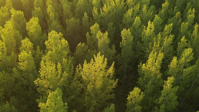 Green aspen tree forest from drone pov