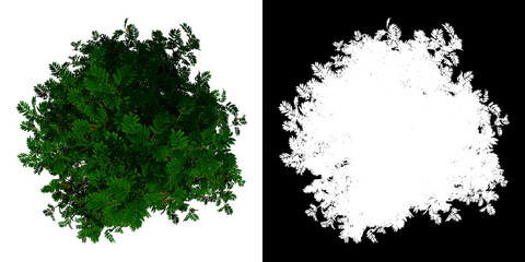 Top view tree (sorbus aucuparia 1) white background alpha png 3D Rendering Ilustracion 3D