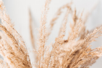 Fototapeta premium Pampasgras quer