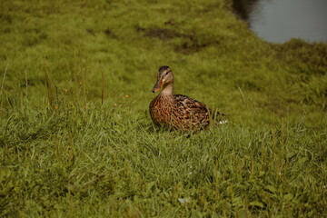 Kaczki  w parku © FotoRaf