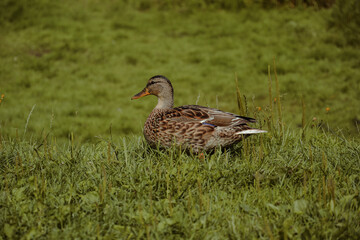 Kaczki  w parku © FotoRaf