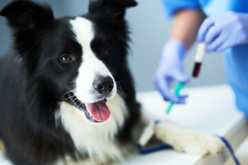 Female vet taking blood sample and examining a dog in clinic