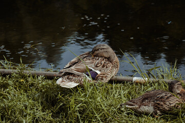 Śpiąca kaczka nad stawem © FotoRaf