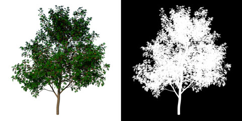 Front view tree (sorbus aucuparia 2) white background alpha png 3D Rendering Ilustracion 3D