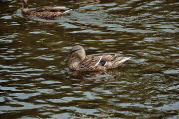 Pływająca kaczka po rzece © FotoRaf