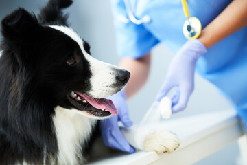 Female vet treating injured paw in clinic