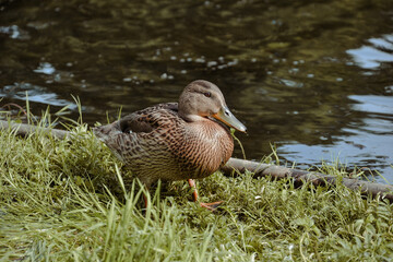 Kaczka w parku