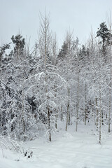 winter forest trees in the snow frost