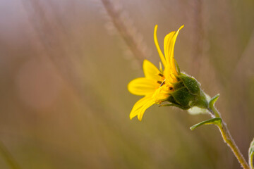 
background delicate yellow wild flower closeup