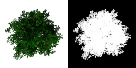 Top view tree (sorbus aucuparia 2) white background alpha png 3D Rendering Ilustracion 3D