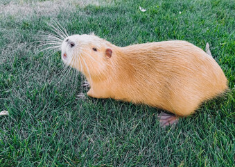 A beautiful and large yellow, beige nutria with wool walks in a meadow with green grass and eats food. Favorite and pet in the countryside.