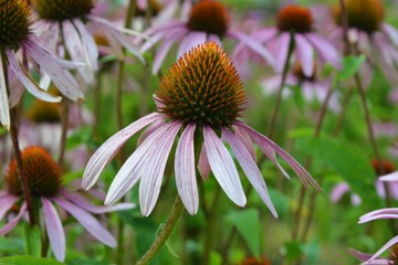 Echinacea purpurea (eastern purple coneflower, purple coneflower, hedgehog coneflower) flower. Echinacea purpurea pink coneflower flower in bloom.