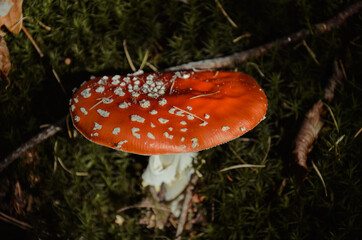 Trujący grzyb w lesie  © FotoRaf