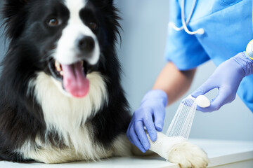 Female vet treating injured paw in clinic